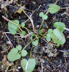 Cardamine dactyloides. Plant with rosette leaves.
 Image: P.B. Heenan © Landcare Research 2019 CC BY 3.0 NZ